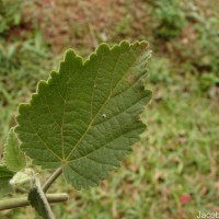 Sida cordifolia L.
